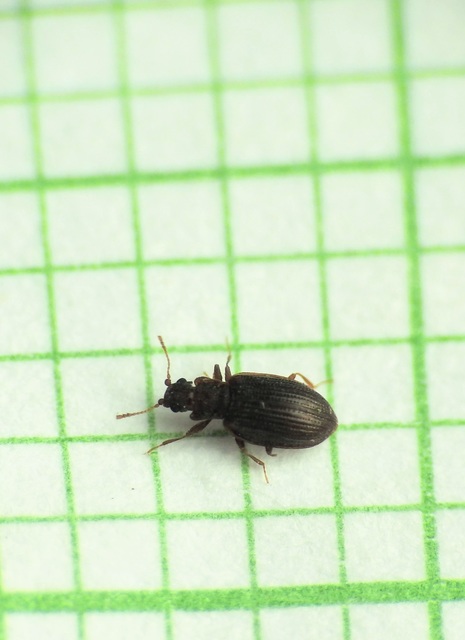 Latridiidae - pudvabogárfélék Latridiidae - pudvabogárfélék