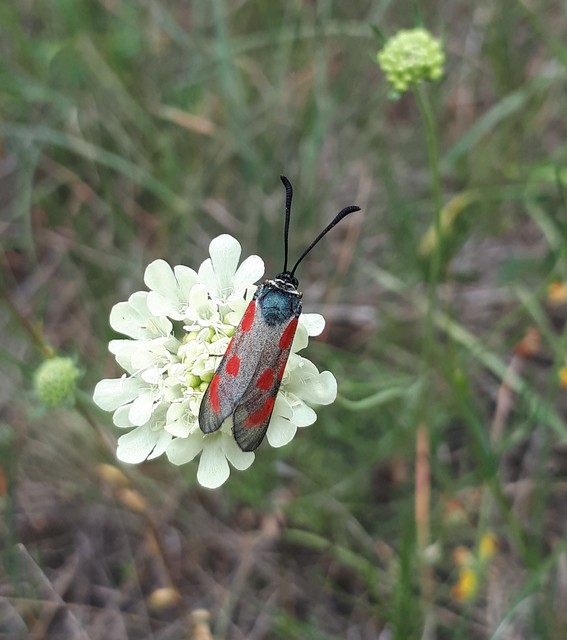 Zygaena loti - közönséges csüngőlepke