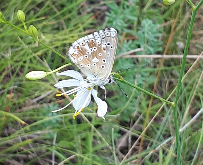 Polyommatus coridon - ezüstkék boglárka