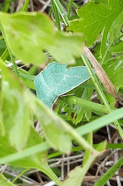 Chlorissa viridata/cloraria
