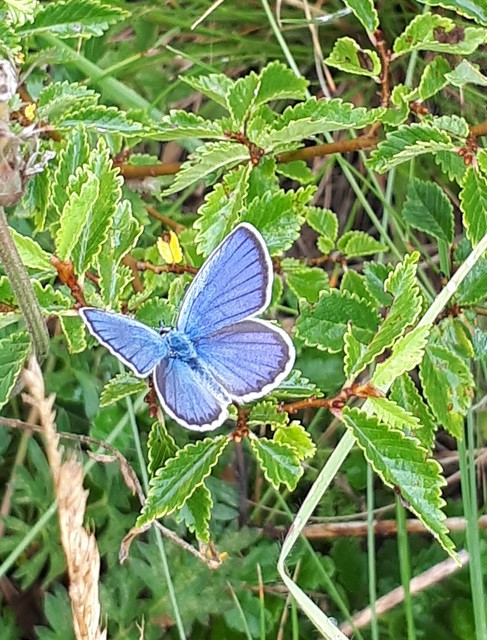 Plebejus argyrognomon - tintakék boglárka