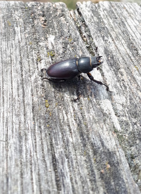 Lucanus cervus - nagy szarvasbogár