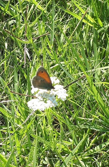 Coenonympha pamphilus - kis szénalepke