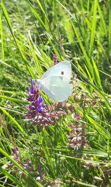 Pieris rapae - répalepke