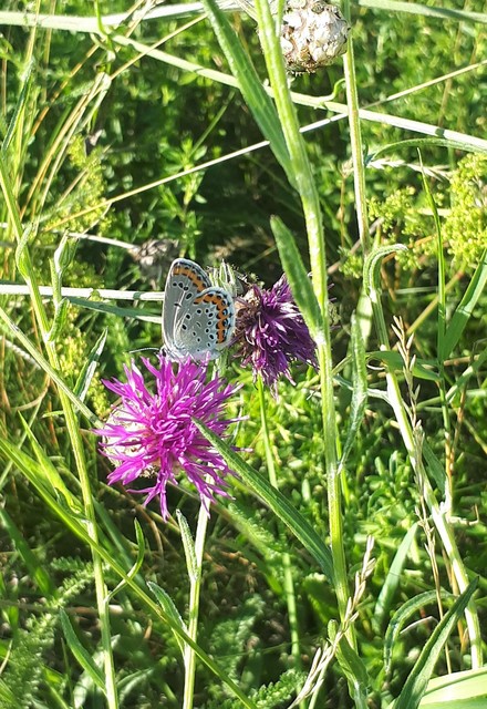 Plebejus argyrognomon - tintakék boglárka