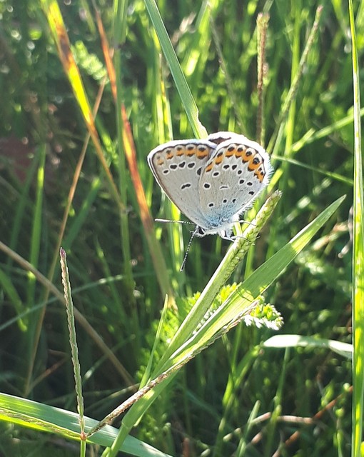 Plebejus argyrognomon - tintakék boglárka