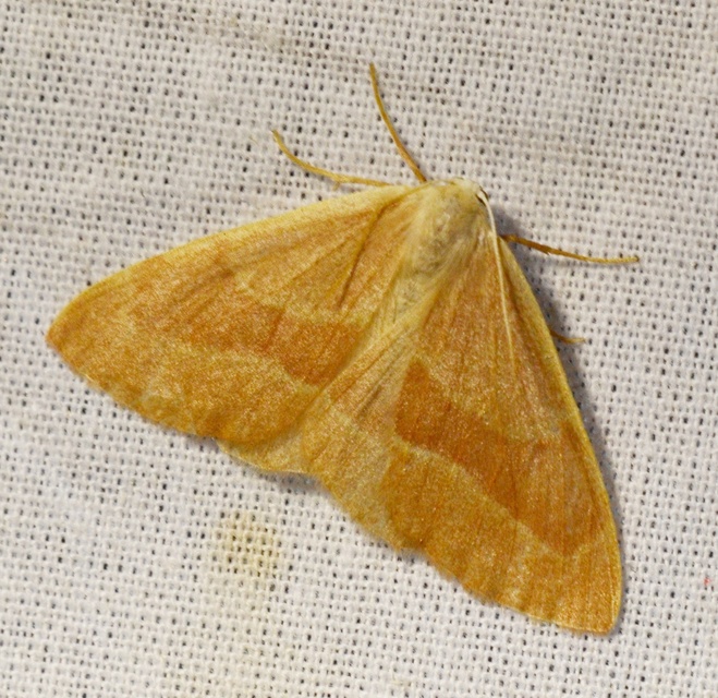 Hylaea fasciaria - erdeifenyő-sávosaraszoló