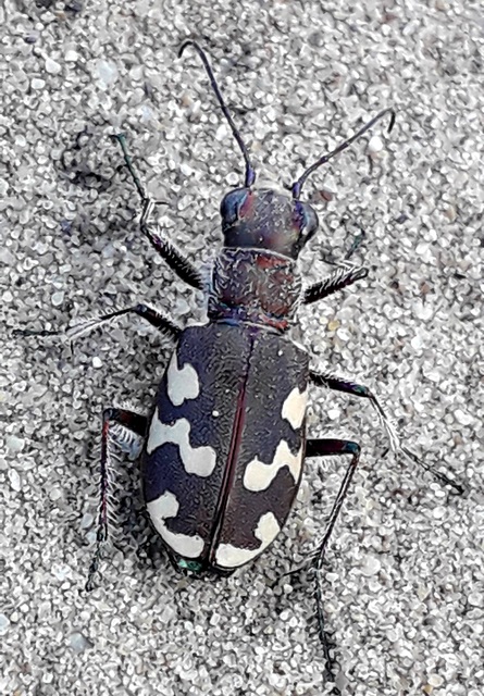 Cicindela hybrida - öves homokfutrinka