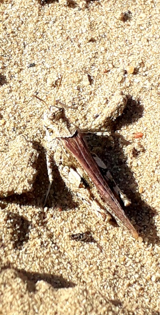 Acrotylus insubricus - önbeásósáska