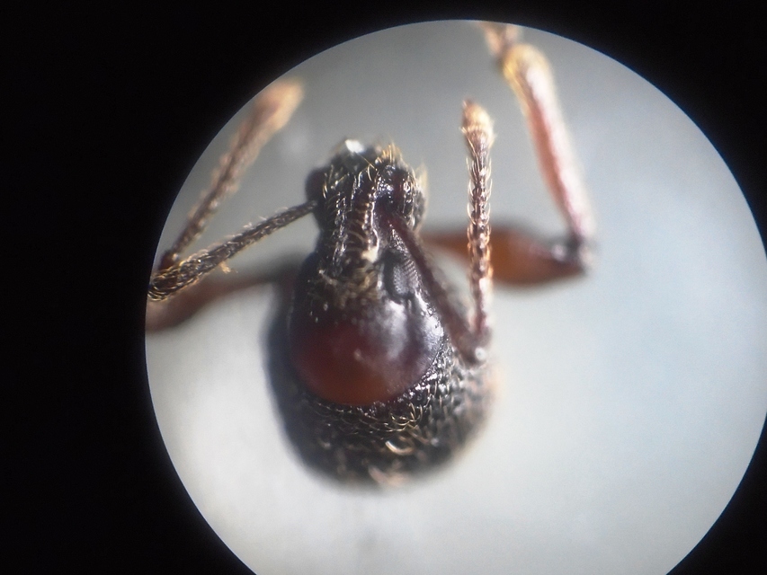 Otiorhynchus rugosostriatus - szamóca-gyalogormányos
