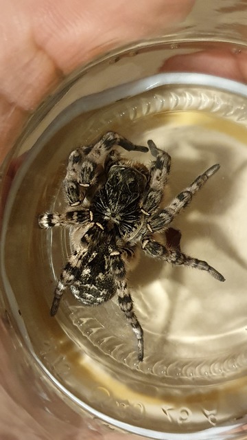 Lycosa singoriensis - szongáriai cselőpók