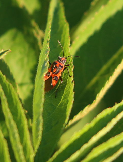 Corizus hyoscyami - piros karimáspoloska
