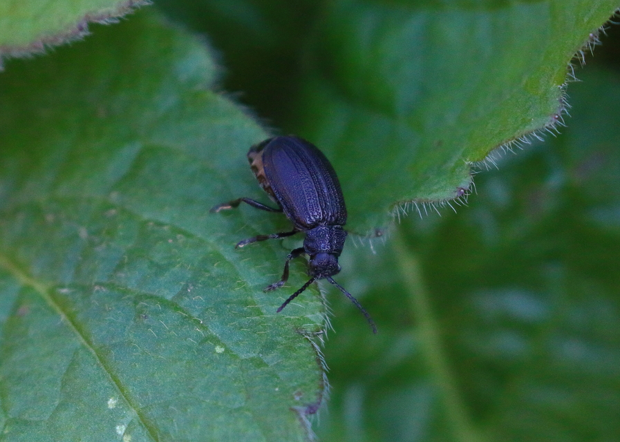 Galeruca pomonae - barna olajosbogár