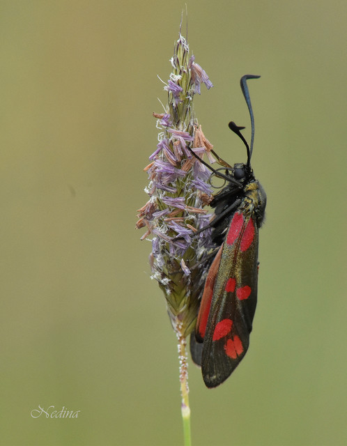 Zygaena filipendulae - acélszínű csüngőlepke