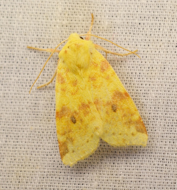 Cirrhia icteritia - nyárfa-sárgabagoly