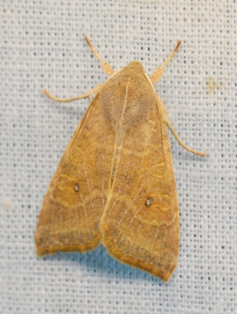 Cirrhia ocellaris - fakó sárgabagoly