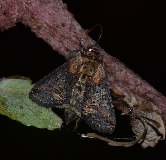 Abrostola triplasia - közönséges csalánbagoly