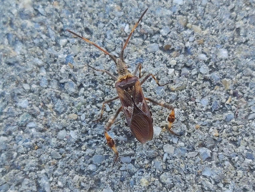 Leptoglossus occidentalis - nyugati levéllábú poloska