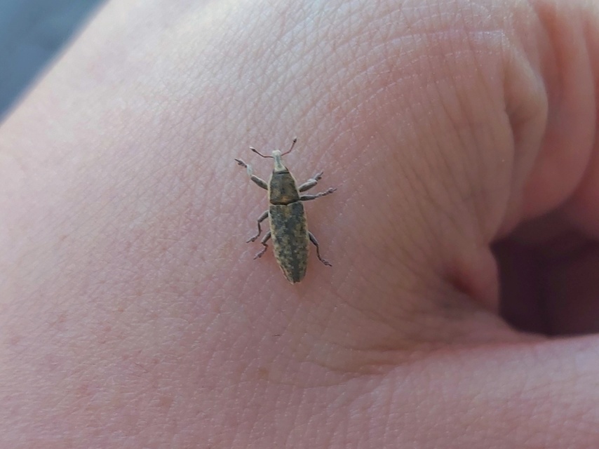 Lixus subtilis - disznóparéj-dudvabarkó
