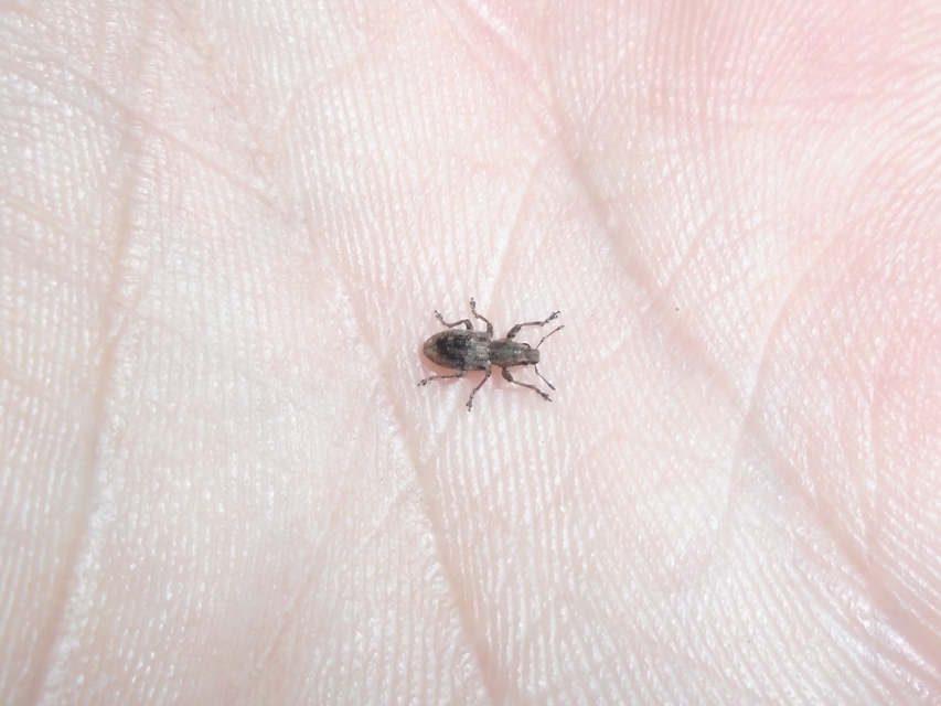 Sitona obsoletus - sárga csipkézőbogár