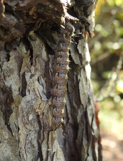 Phalera bucephaloides - magyar púposszövő