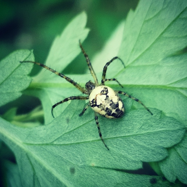 Metellina segmentata/mengei