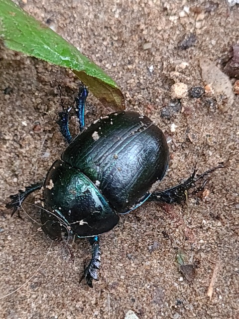 Anoplotrupes stercorosus - erdei álganéjtúró