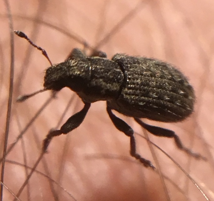 Sitona hispidulus - szőrös csipkézőbogár