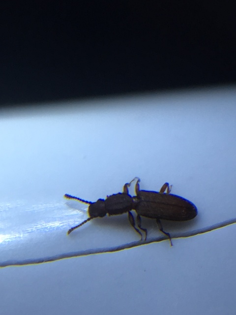 Oryzaephilus surinamensis - zsizsikfaló fogasnyakú-lapbogár