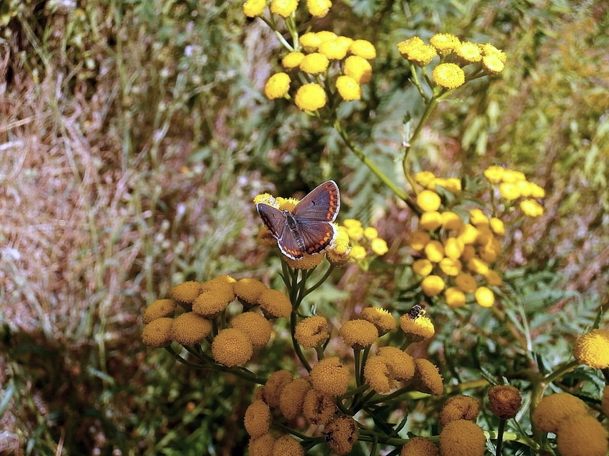 Aricia agestis - szerecsenboglárka