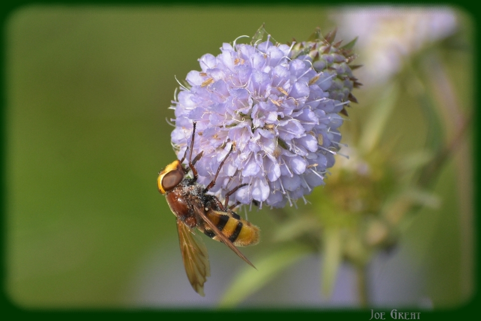 Volucella zonaria - kétöves pihelégy
