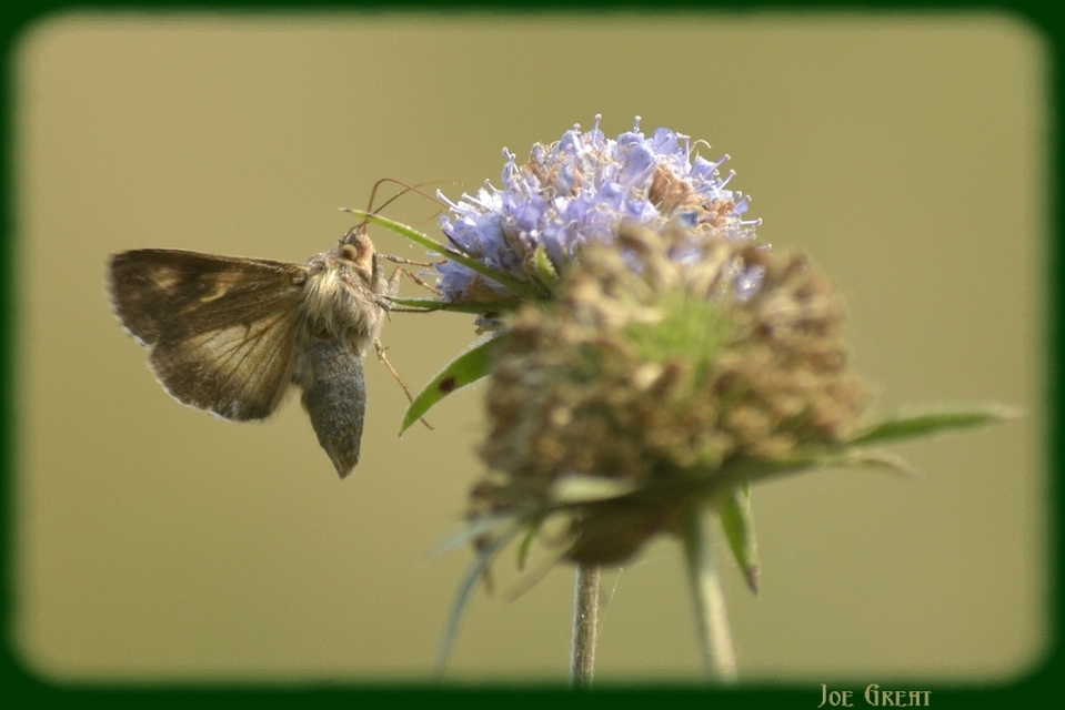 Autographa gamma - gammalepke