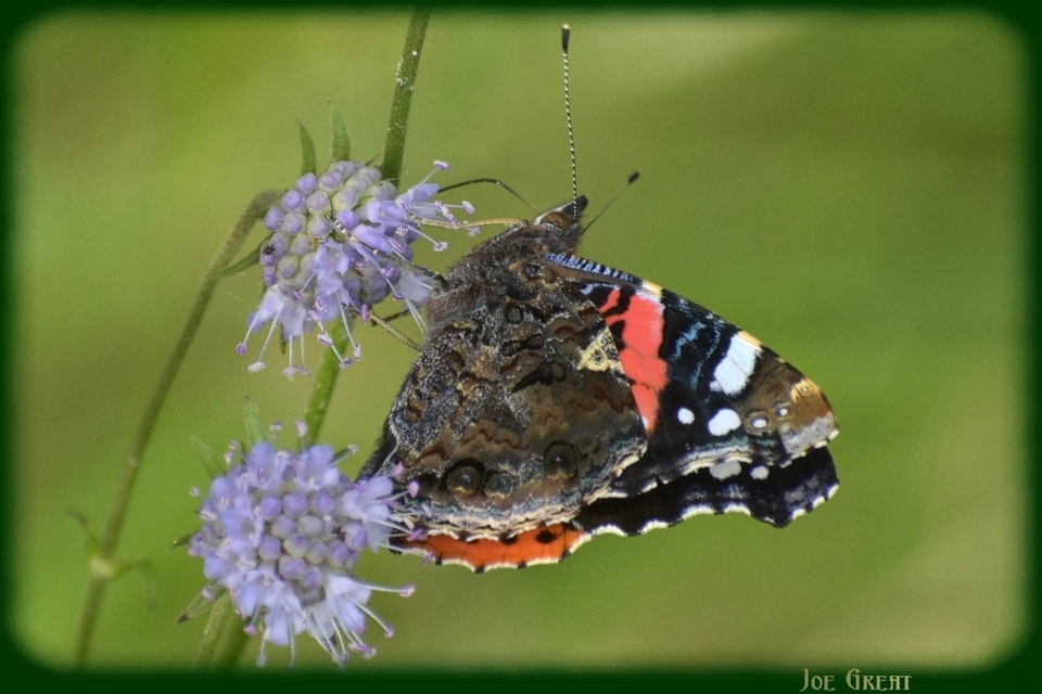 Vanessa atalanta - atalantalepke