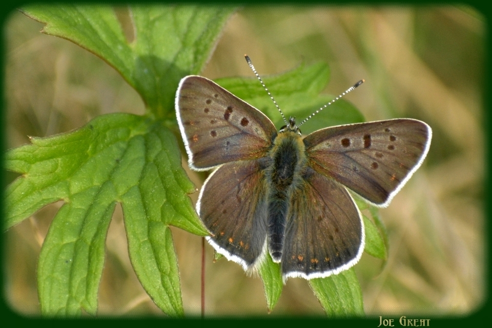 Lycaena tityrus - barna tűzlepke