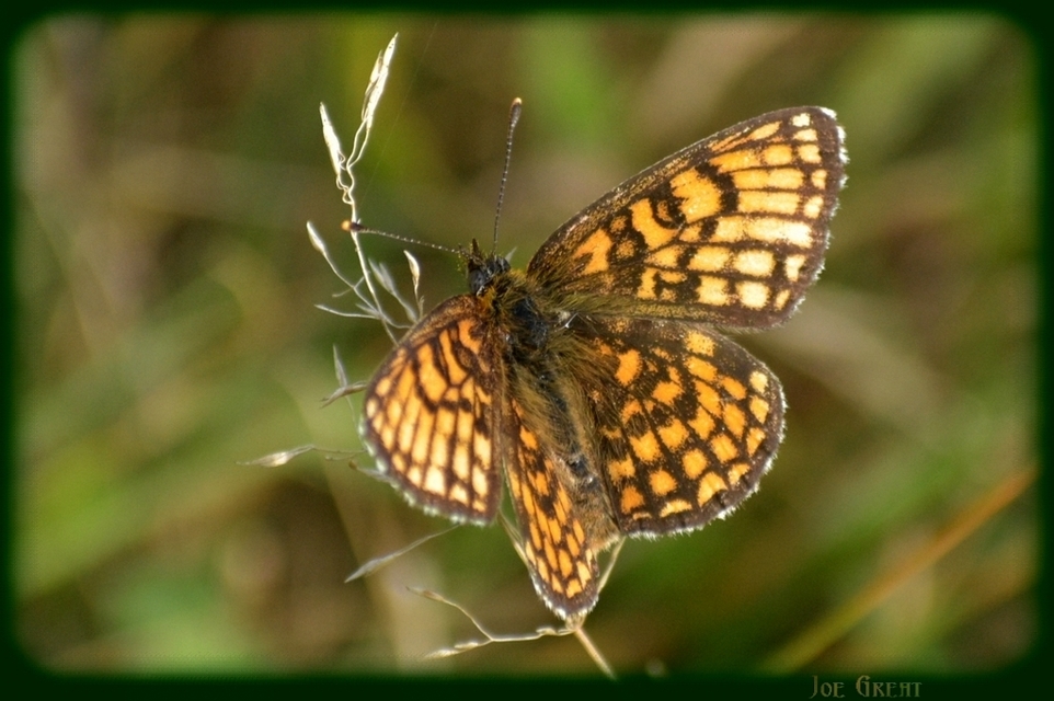 Melitaea athalia - közönséges tarkalepke