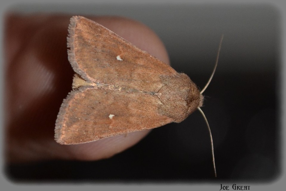 Mythimna albipuncta - fehérpettyes rétibagoly Mythimna albipuncta - fehérpettyes rétibagoly