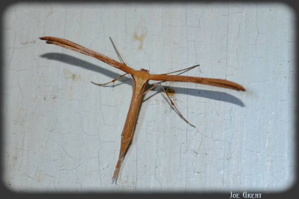 Emmelina monodactyla/argoteles