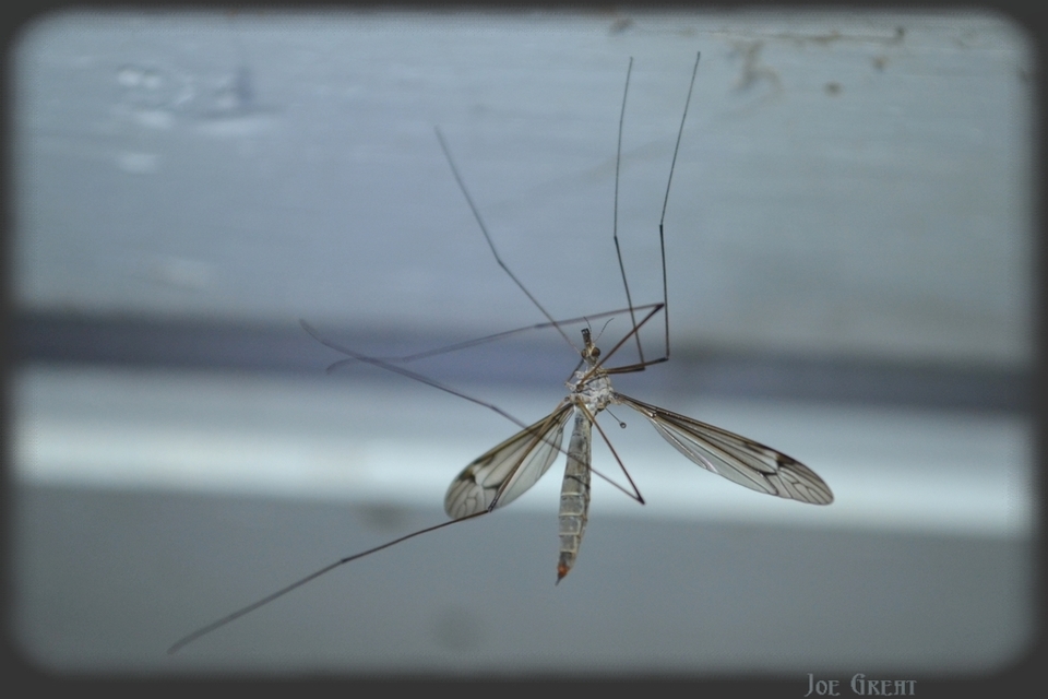 Tipula