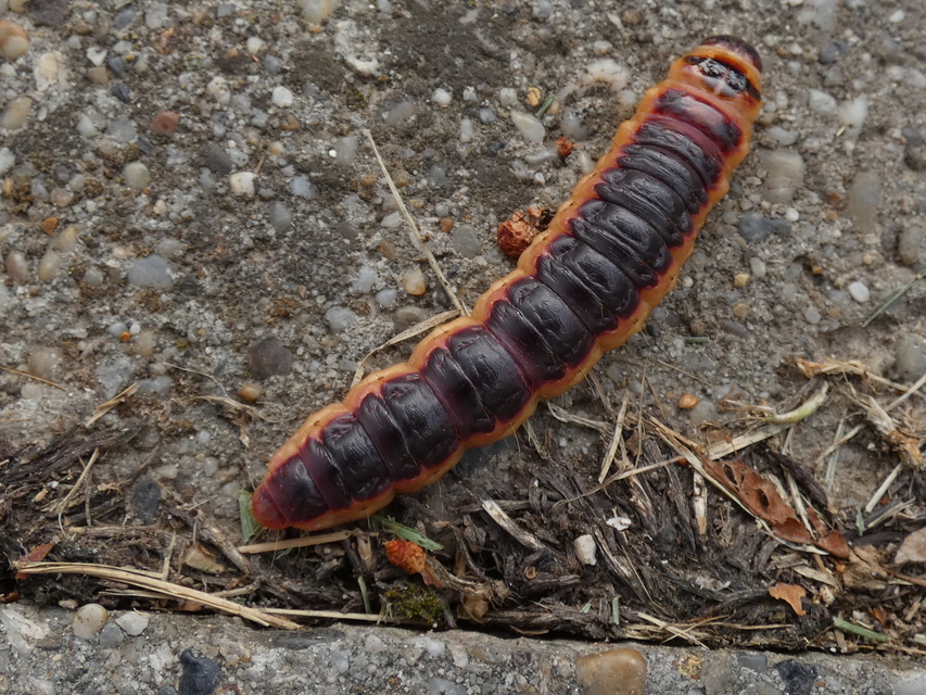Cossus cossus - fűzfarontólepke