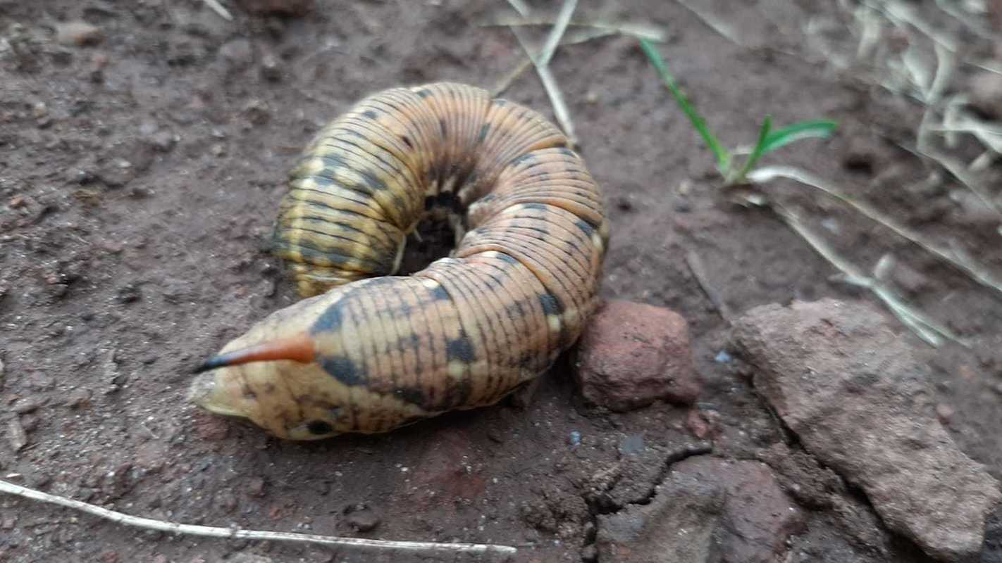 Agrius convolvuli - szulákszender Agrius convolvuli - szulákszender