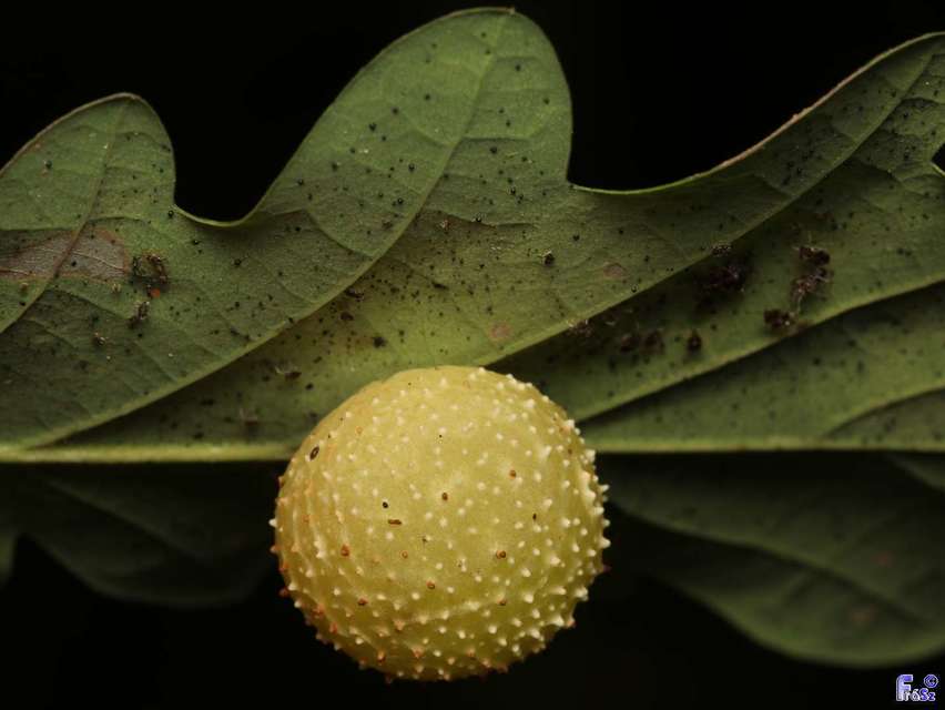 Cynips quercusfolii - golyógubacsdarázs
