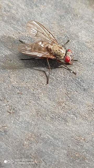 Muscidae - igazi legyek