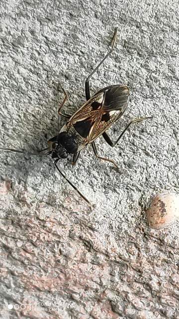 Rhyparochromus vulgaris - közönséges díszesbodobács