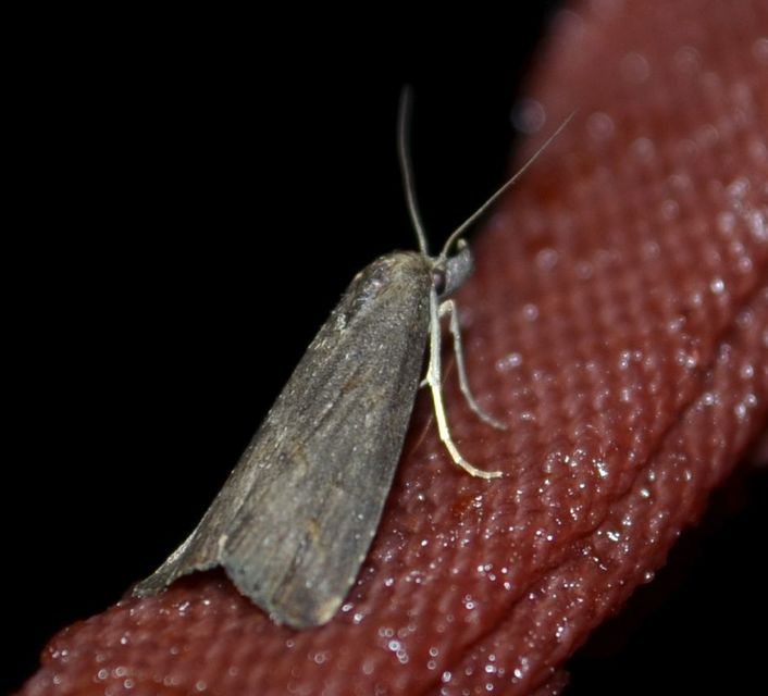 Schrankia costaestrigalis - keskenyszárnyú karcsúbagoly