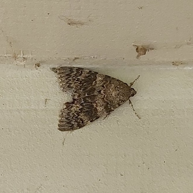 Catocala elocata - közönséges övesbagoly
