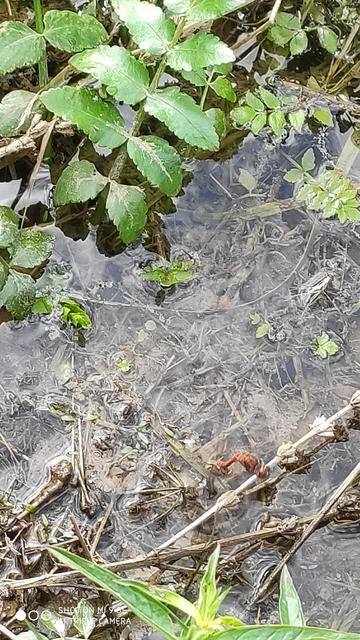Sympetrum striolatum/vulgatum