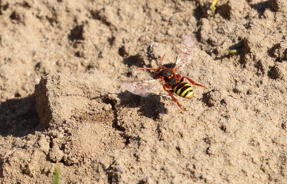 Nomada