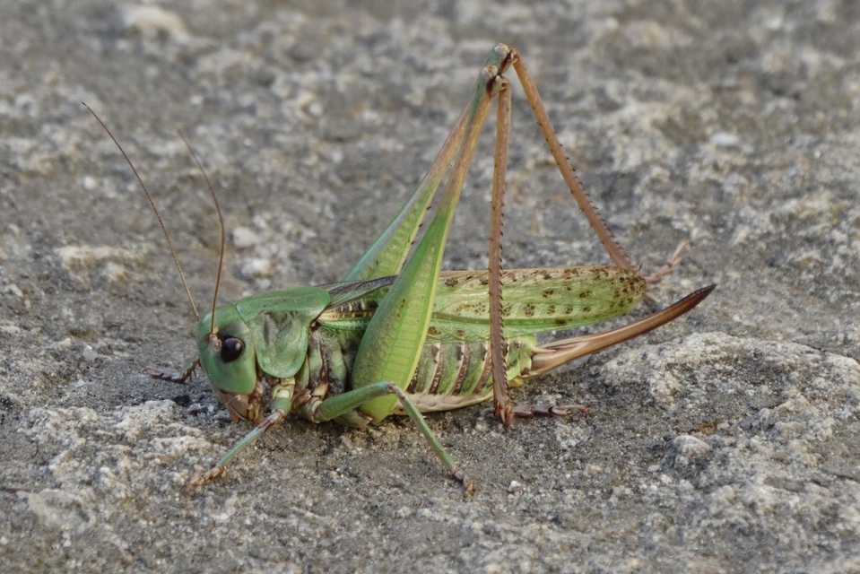 Decticus verrucivorus - szemölcsevő szöcske