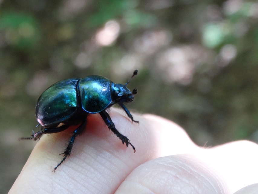 Trypocopris vernalis - tavaszi álganéjtúró