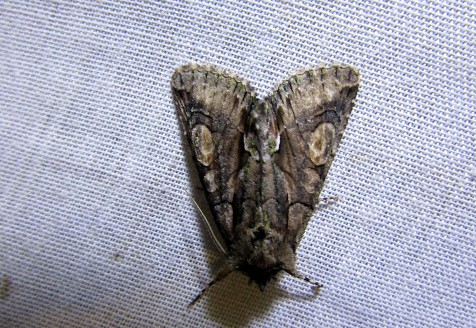 Allophyes oxyacanthae - galagonyabagoly